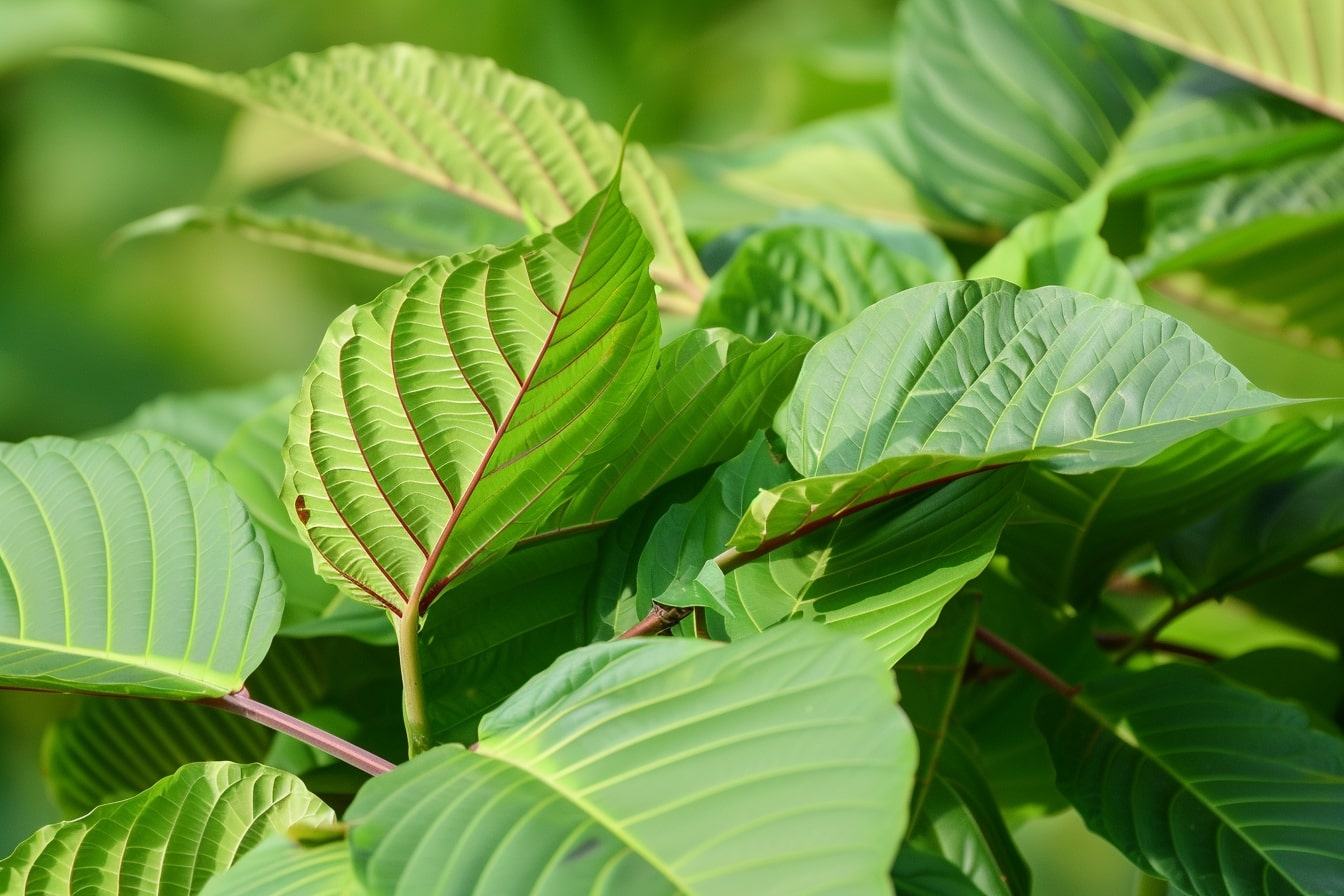 daun kratom kering