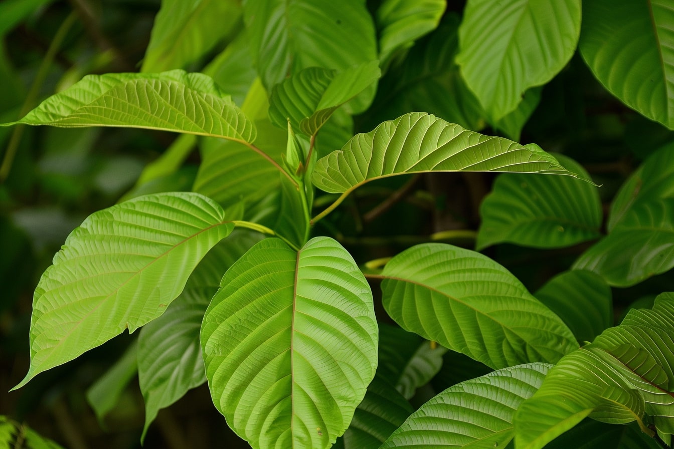 daun kratom untuk obat apa